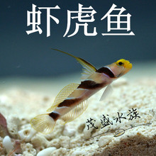 翻砂虾虎 纹缟原生海水观赏鱼 好养 原生虾虎鱼活体 海水虾虎鱼