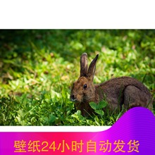 图片24小时自动发货电脑面桌纸电脑网小网络 钱壁纸1元 一元
