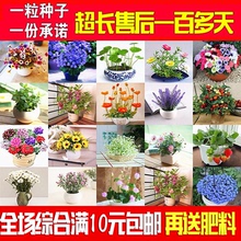 花种子四季种易活开花不断室内外庭院阳台盆栽绿植物花卉花草种子