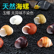 天然标本海螺卷贝鱼用螺寄居蟹替换壳鱼缸造景水族装饰贝壳左旋螺