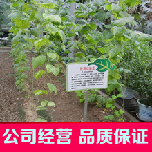 包邮 水果地瓜种籽 牧马山地瓜种子 沙葛凉薯土瓜农家四季盆栽蔬菜