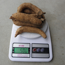 满2斤 包邮 现挖 冬天麻正品 新鲜天麻 20个 2019野生天麻500g