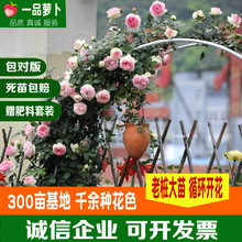 红色藤本粉龙沙宝石月季大苗带花卉盆栽爬藤蔷薇植物花苗嫁接欧月