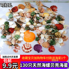 饰寄居蟹打孔儿童手工相框diy漂流瓶 地台鱼缸造景装 海螺贝壳海星