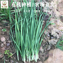 有机韭菜500g新鲜绿色蔬菜火锅配菜烧烤食材现摘现发同城配送农家