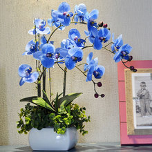 Flower Blue Seed Butterfly Orchid Balcony Bonsai Rare