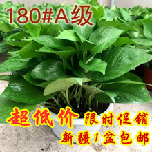 新疆花卉 绿萝 去甲醛净化空气绿植盆