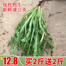 包邮 买2斤送2斤 现挖野生新鲜蒲公英整颗带根婆婆丁蒲公野菜1斤