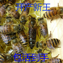 中蜂蜂王种王优质种良种高产蜜蜂蜂王活体产卵王双色杂交处女王