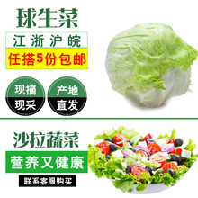 球生菜500g新鲜蔬菜沙拉食材汉堡用即食球形西生菜圆生菜5斤包邮