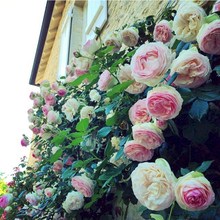 春天大游行欧月藤本月季花苗龙沙宝石四季开花盆栽玫瑰花卉