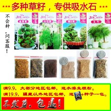 吸水石种子盆景草籽上水石绿植假山造景小草文竹护盆草好种微景观