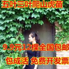 爬山虎苗爬墙虎大苗爬藤植物三叶爬山虎五叶爬山苗美国五叶地锦