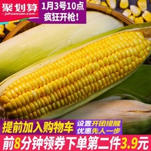 水果玉米新鲜玉米柏艏词成吃甜玉米现摘糯玉米云南鲜玉米5斤年货