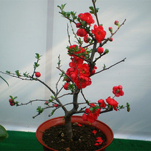 年宵秋冬花卉日本海棠花苗 四季种植盆栽室内庭院抗寒海棠易种植
