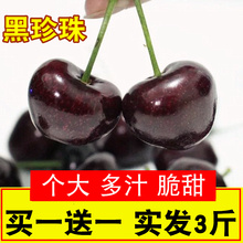 包邮 新鲜水果黑珍珠车厘子山东烟台美早大樱桃现摘现发