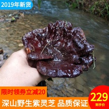 广西林芝野生紫黑灵芝整朵枝灵芝干货天然礼品滋补切片养生茶250g
