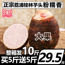 10斤新鲜芋头荔浦正宗广西农家香芋大粉槟榔紫藤整箱毛芋小包邮免