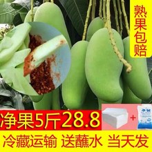包邮 5斤青芒果生吃酸脆云南保山新鲜特大酸芒果腌制非象牙拌辣椒