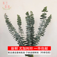 新鲜进口尤加利叶云南昆明基地花材永生花束客厅家居配叶可做干花