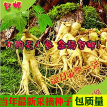 四季易种盆栽长白山人参种子 花旗西洋参 阳台花卉易活中草药材籽
