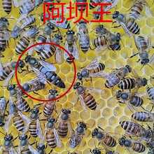 中华蜜蜂中蜂笼蜂带王群中蜂群中蜂蜂群蜂王蜜蜂群双色蜂优质