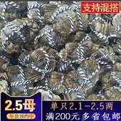 【2.5母】大闸蟹鲜活现货单只2.2-2.5两螃蟹河蟹毛蟹全母海鲜批发