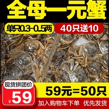 小蟹香辣蟹毛蟹小河蟹小螃蟹 全母大闸蟹鲜活大一元 包邮 二元 一元