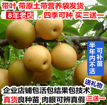 良种苗桂花梨子苗嫁接苗木果树苗子沙梨马山蜜梨树苗南方北方 包邮