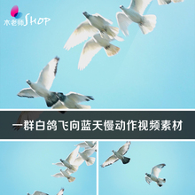 一群白鸽飞向蓝天慢动作视频素材鸽子放飞翔自由和平梦想希望信鸽
