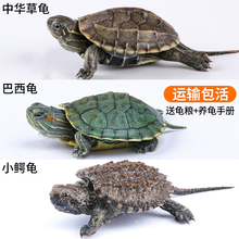 长寿宠物小宠乌龟活物中华草龟鳄龟苗招财巴西龟活体一对大头