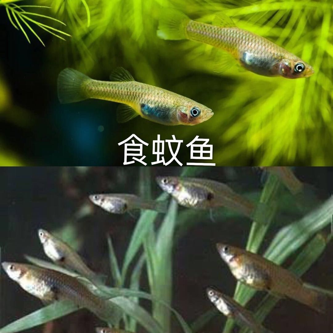 家养食蚊鱼吃什么,食蚊鱼不需要喂食吗,食蚊鱼吃水藻吗(第11页)_大山谷图库