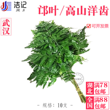 高山洋齿10支1把 新鲜邙叶