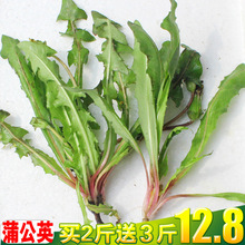 包邮 买2斤送3斤 2019新鲜蒲公英野菜整颗带根野生蒲公英婆婆丁500g