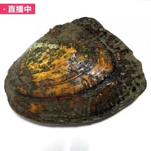 选对价格了再拍哦 抽奖 珍珠打孔定制 淡水珍珠蚌直播开蚌取珍珠