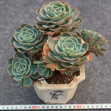 包邮 玉蝶手捧花老桩无砍头自然桩多肉植物一物一拍尺寸9cm盆口9.9