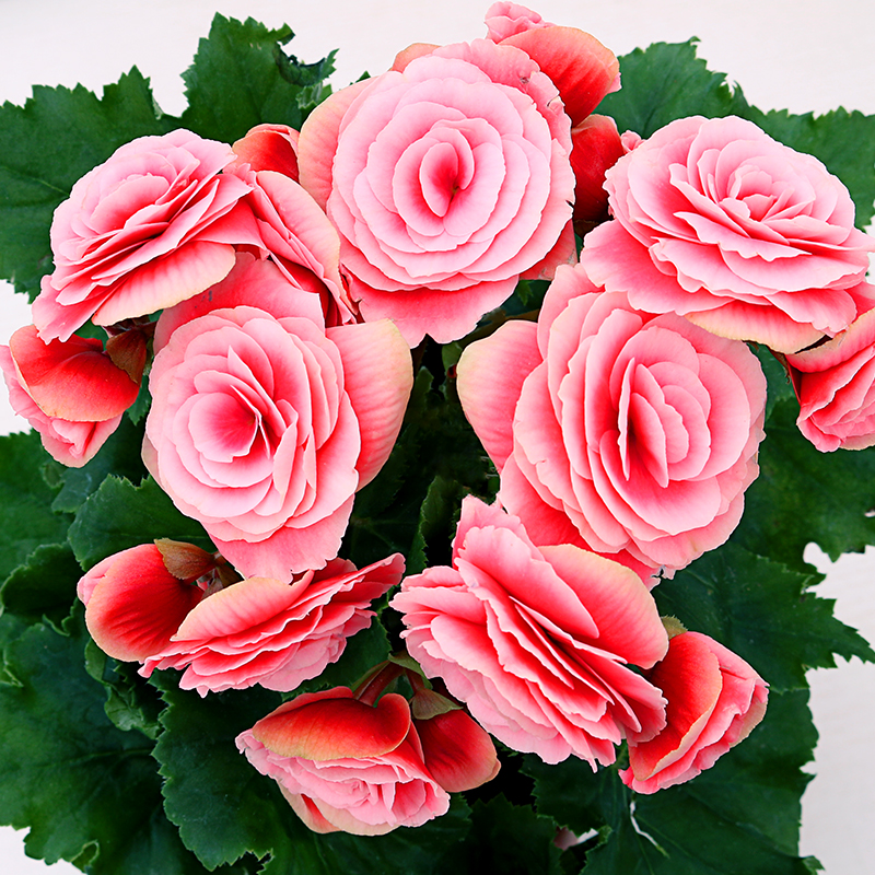 盆栽海棠花 养护得好 天天让你看花团 初见园艺的我爱搜罗