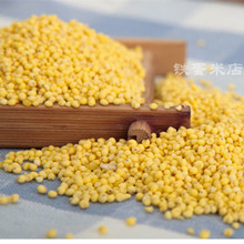 大黄米东北黑龙江特产新米农家自产杂粮糯黄米年粘黄米500g杂粮