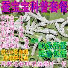 蚕宝宝套装 免运费送新鲜桑叶蚕卵包孵化科普包活蚕虫爬行类宠物