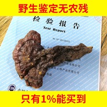 免切片250克买3送1 天然长白山赤灵芝整朵 林芝野生灵芝 灵芝野生