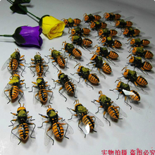 野蜂 马蜂玩具教学道具场景布置识物磁铁 新奇特仿真昆虫模型