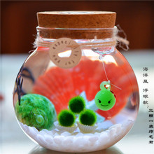 包邮 生日礼物海藻球marimo原创设计创意diy植物盆栽新奇水培 全国