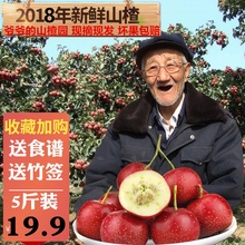 新鲜山楂果5斤包邮 现摘鲜山楂特级山里红水果大金星糖葫芦原料