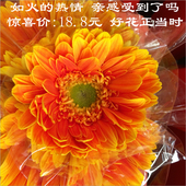 非洲菊扶郎花鲜花批发云南昆明基地直发同城速递家庭插花空运到家