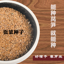 安徽贡菜种子苔干种子苔菜种子响菜山蛰菜山哲菜蔬菜种子种植10g