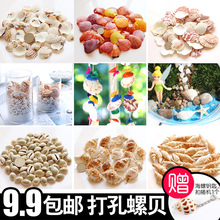 打孔螺套餐天然贝壳海螺彩色DIY材料创意手工风铃配饰件有孔串珠