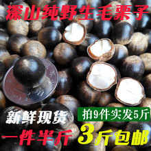 野生板栗新鮮椎子生锥栗圆小板栗野生毛栗子米椎椎栗榛子坚果