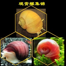 黄金螺紫纹螺苹果螺超大淸缸螺淡水族鱼缸吃粪螺除澡螺成年吃屎螺