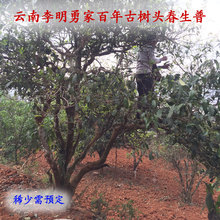 包邮 茶500克 李明勇家云南头春古树普洱茶生茶散茶叶古树普洱散装