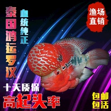 泰国罗汉鱼爆头鸿运精选活体热带观赏鱼苗金花德萨马骝满银重金属